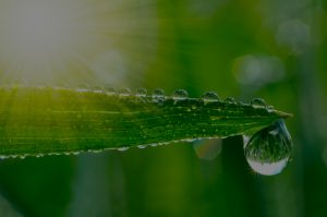 Water droplet falling off Aloe Leaf