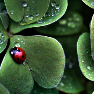 Lady Bug on a Wet Leaf